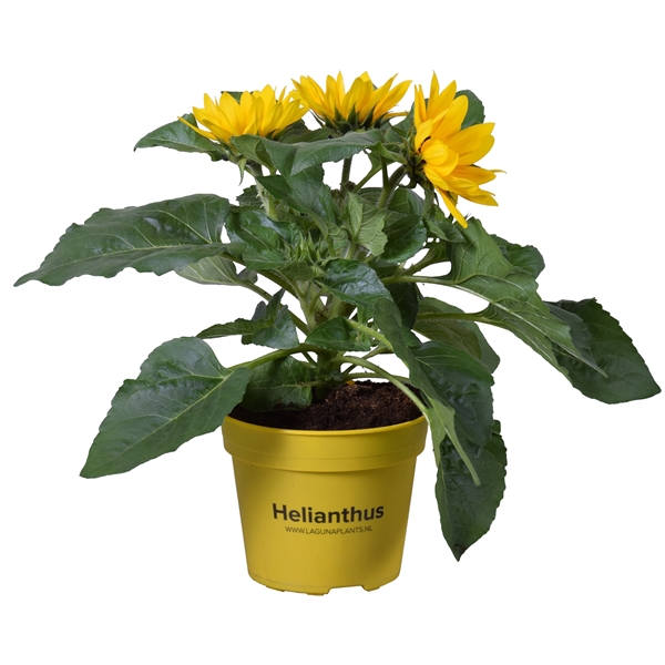 <h4>Helianthus Multiflower</h4>