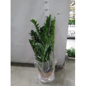 Zamioculcas zamiifolia