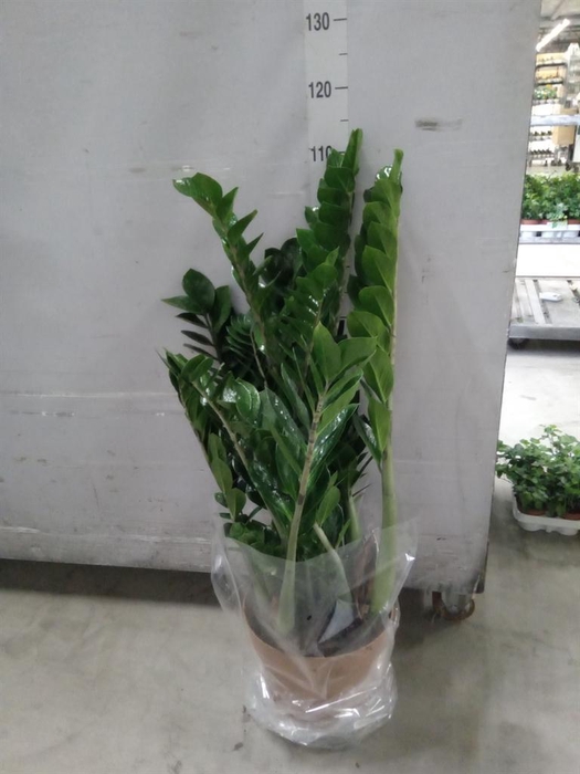 <h4>Zamioculcas zamiifolia</h4>