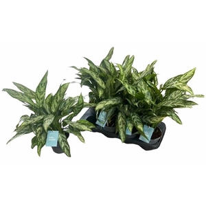 Aglaonema commutatum Silver Queen 14Ø 35cm 3pp