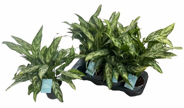 Aglaonema commutatum Silver Queen 14Ø 35cm 3pp