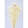Dried Nigella Orient Bleached Bunch Poly