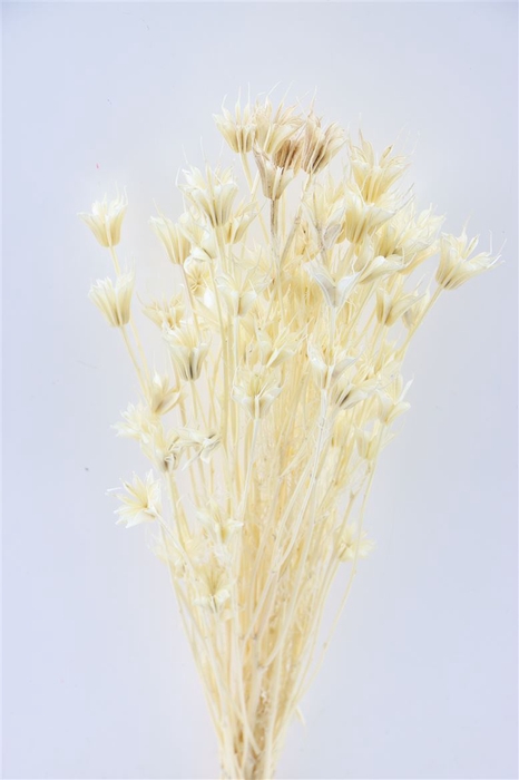 Dried Nigella Orient Bleached Bunch Poly