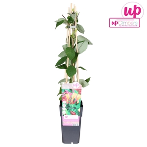 Lonicera Goldflame