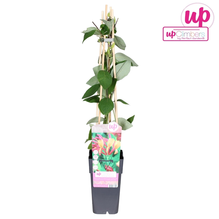 <h4>Lonicera Goldflame</h4>