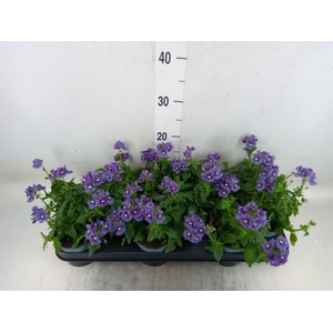 Nemesia  'Aromatica True Blue'