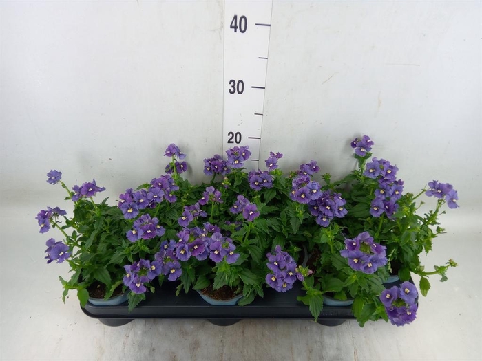 <h4>Nemesia  'Aromatica True Blue'</h4>