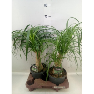 Beaucarnea recurvata