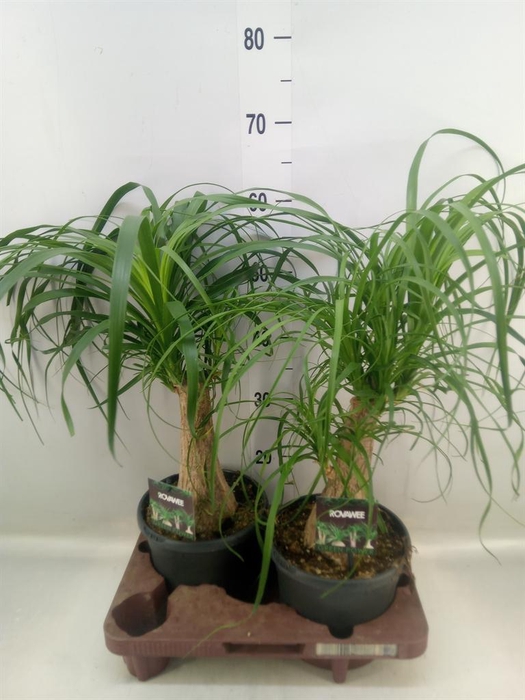<h4>Beaucarnea recurvata</h4>