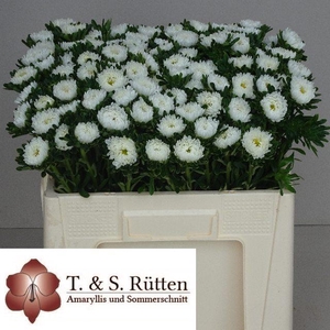 CALLIS MATS WEISS