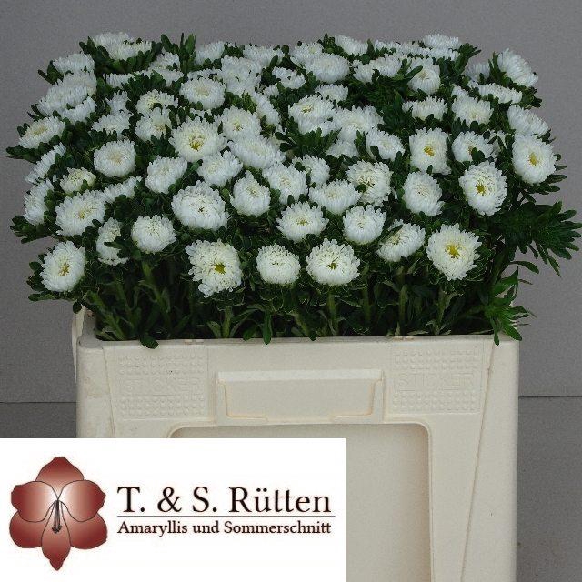 CALLIS MATS WEISS