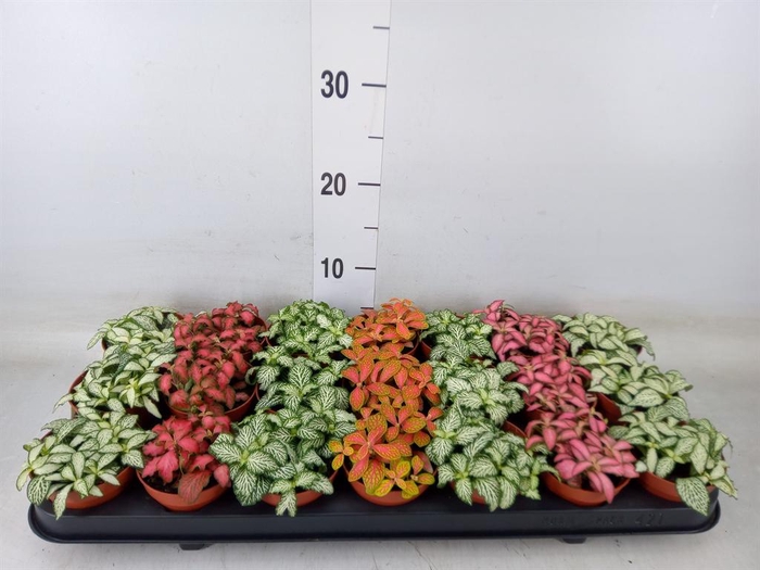 <h4>Fittonia   ...mix 7</h4>