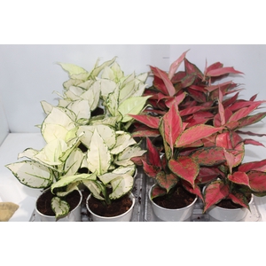 AGLAONEMA VARIADA P12