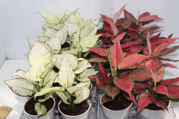 <h4>AGLAONEMA VARIADA P12</h4>