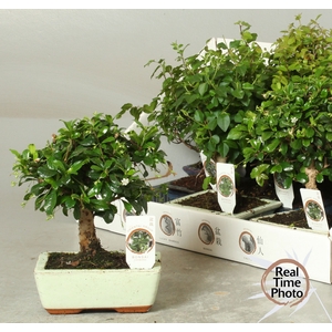 BONSAI GEM