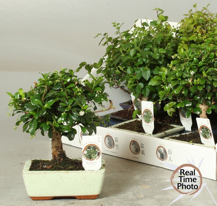 <h4>BONSAI GEM</h4>