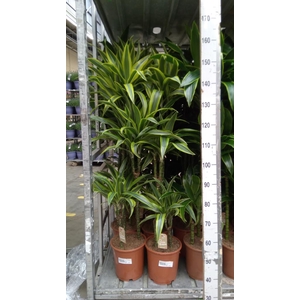 Dracaena fr de 'LemonLime'