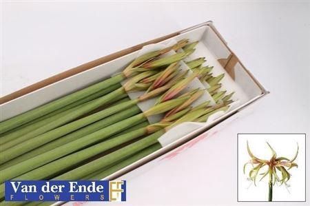 <h4>Hipp Tarantula</h4>