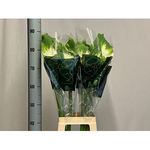 ZANT AE GREEN GODDES