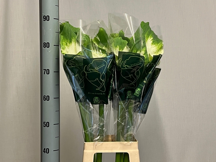 <h4>ZANT AE GREEN GODDES</h4>