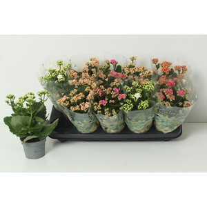 KAL GE PERF GEM 4 KL