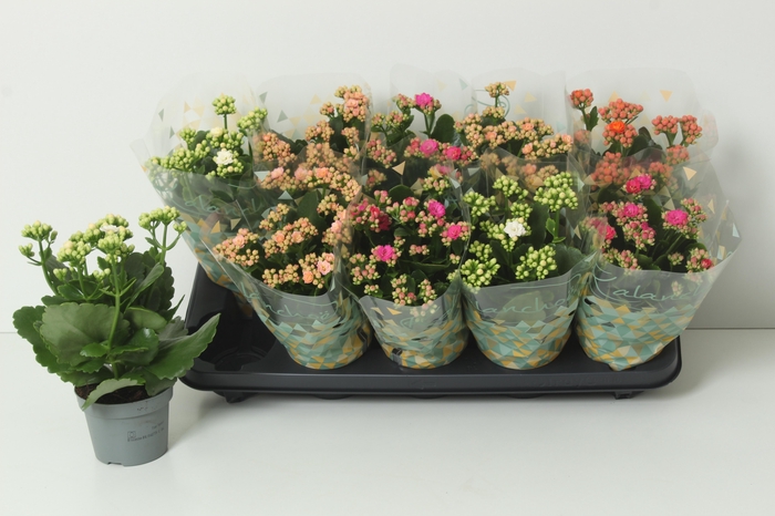 <h4>KAL GE PERF GEM 4 KL</h4>