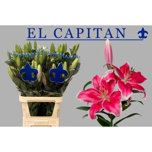 LI OT EL CAPITAN