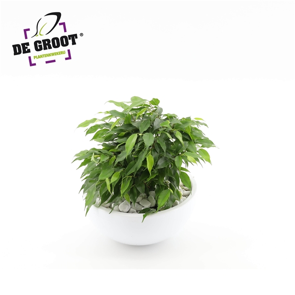 <h4>Arrangement Ficus Green Kinky in schaal</h4>