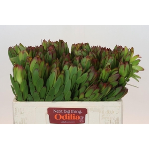 Leucadendron Goldstrike