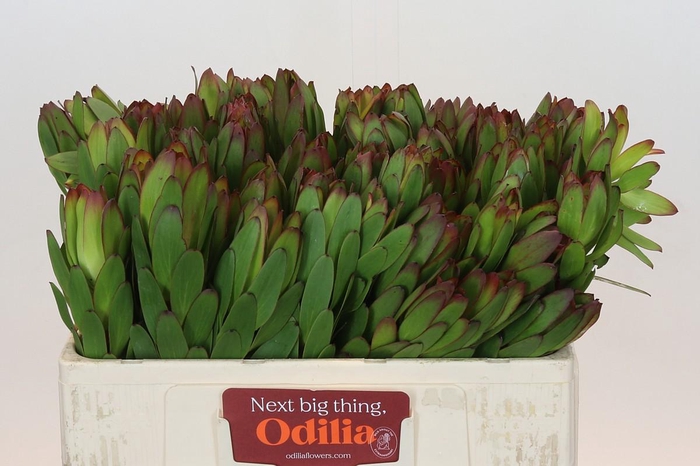 <h4>Leucadendron Goldstrike</h4>