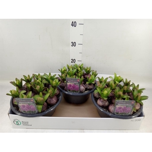 Hyacinthus orie. ...