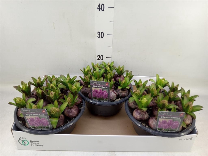 <h4>Hyacinthus orie.   ...</h4>