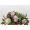 Protea Cynaroides