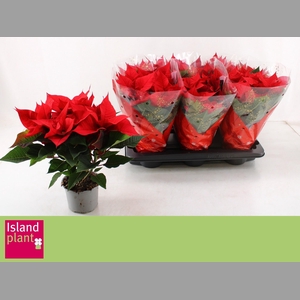 EUPHOR P CHR UNIVERS