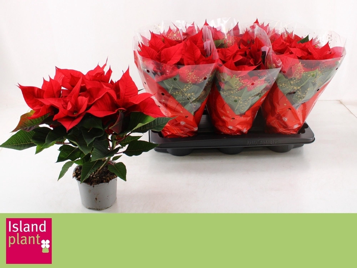 <h4>EUPHOR P CHR UNIVERS</h4>