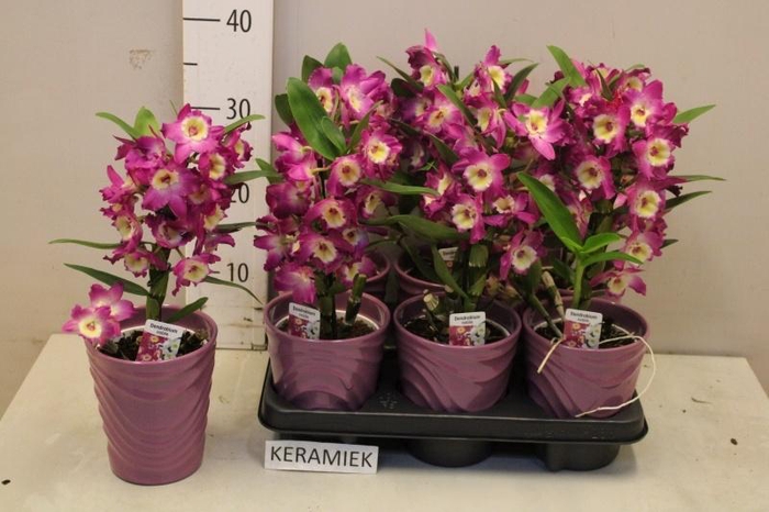 <h4>DEND NOBILE</h4>