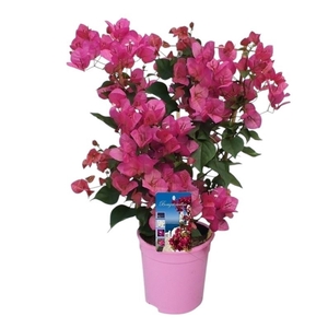 Bougainvillea Dania