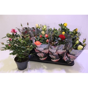 Ro Pat-hit Gem 5 Srt