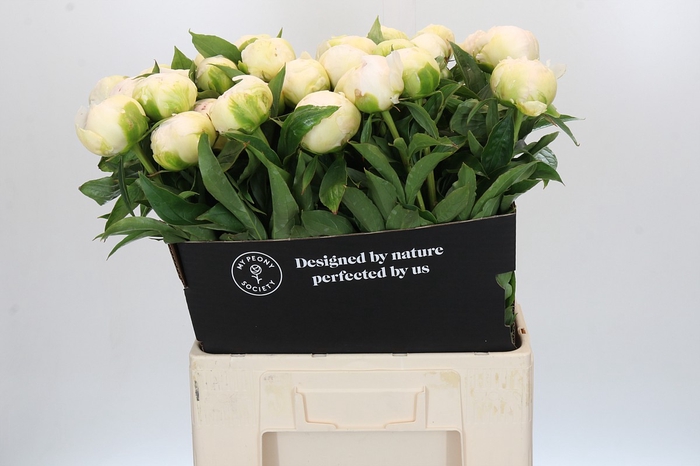 <h4>Paeonia Brother Chuck</h4>