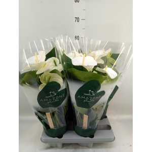 Anthurium andr. 'Samora'