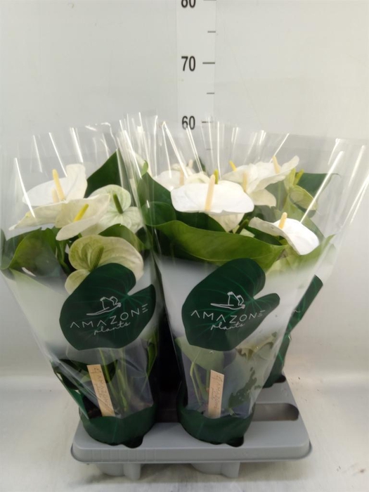 <h4>Anthurium andr. 'Samora'</h4>