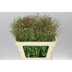 Saponaria Pink