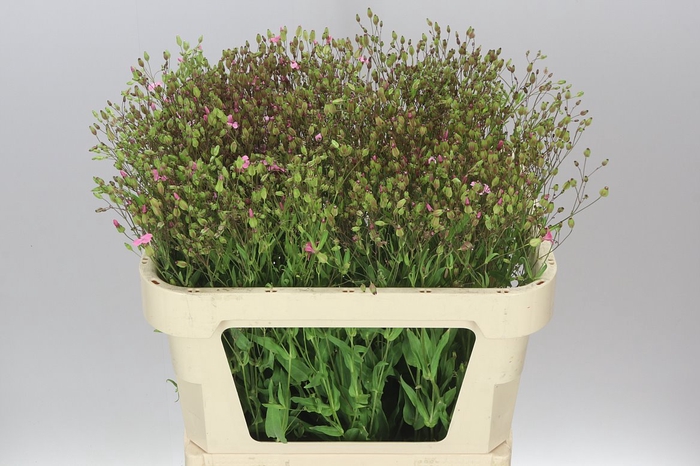<h4>Saponaria Pink</h4>