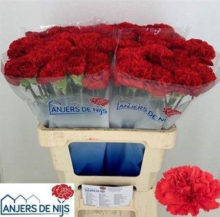 <h4>Di St Mendoza= Rood</h4>