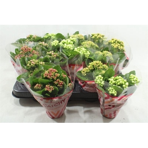 1. GEMENGDE MINI KALANCHOE