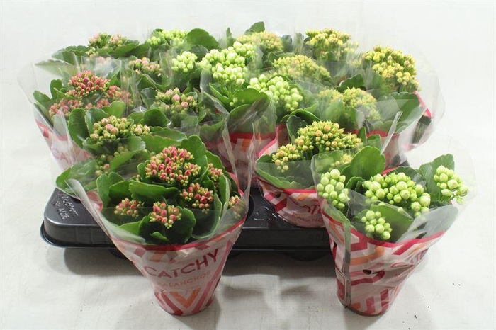 <h4>1. GEMENGDE MINI KALANCHOE</h4>