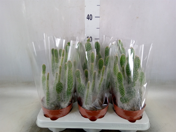 <h4>Opuntia</h4>