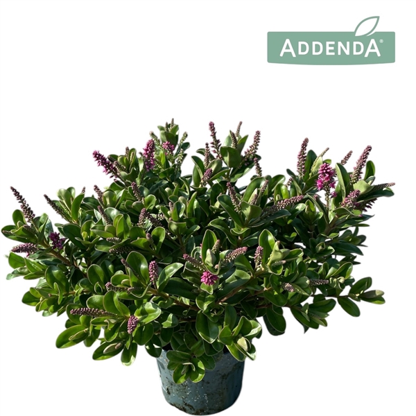 <h4>Hebe Addenda® Petita Pink P10,5</h4>