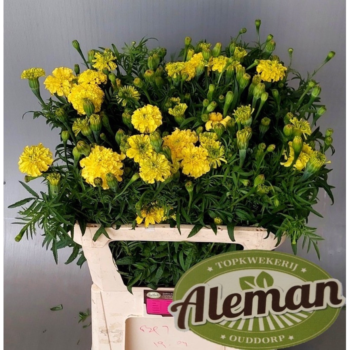 <h4>TAG E PROMISE YELLOW</h4>