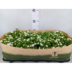 Campanula  'White Like Mee'